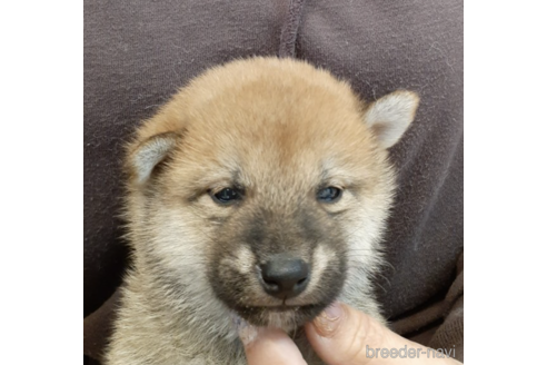 成約済の富山県の柴犬-174918の2枚目